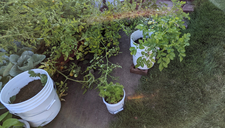 Potato Containers